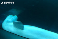 여수아쿠아플래닛은 고래류의 무덤...10개월 만 또 벨루가 폐사