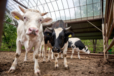 축산동물의 피난처 생추어리, 펀딩으로 만든다