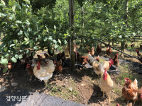 ③닭 “평생을 갇혀 치킨과 달걀이 돼요”[애니캔스피크]