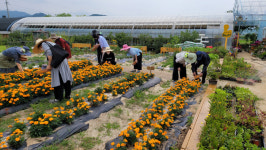“꽃 따고 논두렁 걷고…농촌체험이 치매 개선”