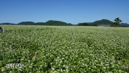1년에 두 번···‘메밀꽃 필 무렵’ 제주의 봄·가을 눈이 부시다