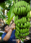 동남아서 먹던 바나나·망고 국내 재배로 억대 수익…‘아열대과일’ 전남 소득 작물 됐다