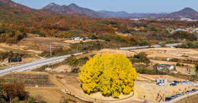 수령 800년 원주 반계리 은행나무 일대에 광장 조성
