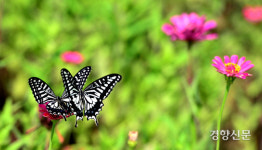 꿀벌·나비 등 곤충이 묵는 곤충호텔 등장