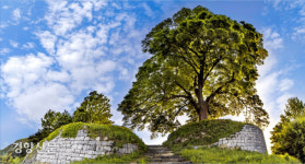 백악기 육식공룡 발자국들 천연기념물 된다…내장산 단풍나무·가림성 느티나무 지정