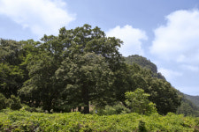 [고규홍의 큰 나무 이야기]민족의 삶을 지탱해 준 ‘참나무’