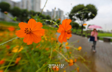 가을 가는 길…코스모스 마중[포토뉴스]