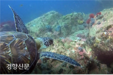 한려해상공원서 푸른바다거북 포착…야생에서 80년 이상 사는  국제적 멸종위기종
