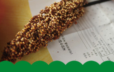 도서관 사서들이 씨앗 마실 가는 이유는? [밭]