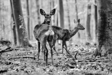 노루 눈빛에 사로잡혀 숲으로 간 19세, 그리고 7년…저는 노루인간입니다[이미지로 여는 책]