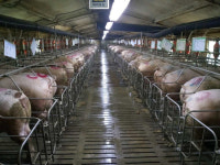 국민 97% “공장식 축산 개선 필요”, 양돈농가 10곳 중 6곳도 “동물복지농장으로 전환 희망”