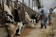 소는 누가 키우나 [밭][사표 쓰고 귀농⑧]