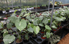 1200만원짜리 식물이 있다고?···식테크족 불러온 희귀식물의 세계