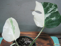 1200만원짜리 식물이 있다고?···식테크족 불러온 희귀식물의 세계