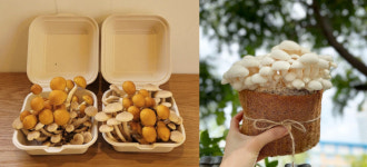 지하에서 버섯이 쑥쑥 도심 속 버섯농장 겸 카페 겸 동네사랑방입니다