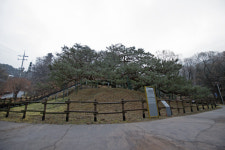 [고규홍의 큰 나무 이야기]‘부부’처럼 껴안은 소나무 한 쌍