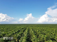 한국 NCP 인니 팜농장 개발 피해 사건 합의 불발