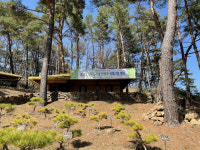 충북 단양에 꾸며진 황금소나무 정원···단양 탄생목 지원사업 눈길