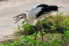 김해 화포천 왔던 첫 일본 황새 봉순이의 딸이 충남 예산에 찾아오다[살아남아고마워]