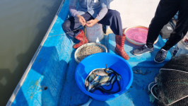 낙동강 하굿둑 개방 한 달…“장어, 점농어, 재첩이 돌아왔다”