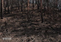 봄기운도 화마의 상처를 가리진 못했다[울진 산불 한 달]