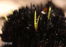 봄기운도 화마의 상처를 가리진 못했다[울진 산불 한 달]