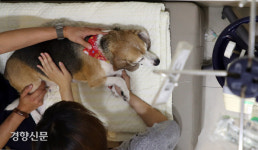반려동물 진료비 병원마다 들쭉날쭉