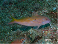 한류와 난류 만나는 울릉도에 색동놀래기 등 어류 ‘49종’ 새로 확인