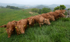 경기도 한우·젖소 경진대회…20일 신청마감