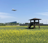 “인천공항 옆 하늘정원에서 유채꽃 만끽하세요”[포토뉴스]