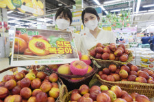 하나로마트에서 만나는 첫 출하 ‘천도복숭아’[포토뉴스]