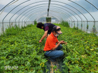 성주 소성리 마을의 새벽, 농부들은 호미 대신 팻말을 든다[현장에서]