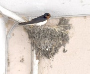 인구 145만 대전에 제비집 106개…‘제비학교’ 통해 제비 지킨다