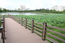 연잎 물결 만석공원·고즈넉한 노송공원·여름꽃 만개 탑동시민농장…수원, 더위 잊는 여름 명소 10선