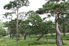 연잎 물결 만석공원·고즈넉한 노송공원·여름꽃 만개 탑동시민농장…수원, 더위 잊는 여름 명소 10선