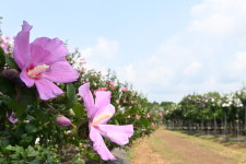 연잎 물결 만석공원·고즈넉한 노송공원·여름꽃 만개 탑동시민농장…수원, 더위 잊는 여름 명소 10선