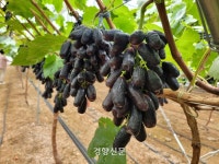 제2의 샤인머스켓? ‘블랙사파이어 포도’ 아시나요···‘제주 감귤’ 뛰어넘을 새 작물 첫 출하