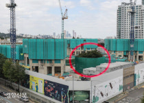 ‘우영우 팽나무’처럼 지킨 강남 재건축단지 느티나무