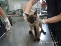 한 주택에서 방치된 고양이 22마리 발견…7마리는 전염병으로 숨져