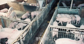 돼지 축사 배관작업 노동자 2명 숨져…분뇨 유독 가스 중독 가능성