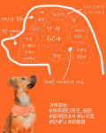 ‘무결점 댕댕이’는 환상의 동물…키우기 쉬운 개는 없다[우당탕탕 귤엔터]