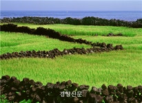 “섬에 내려앉은 구불구불 ‘흑룡’…제주 밭담을 아시나요?”