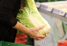 이달 배추 도매값 지난해 1.5배 ‘황금배추’…이달 말까지 강세 계속