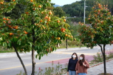 전국 가장 긴 159㎞ ‘감나무 가로수길’…‘감고을’ 충북 영동군의 감따기 행사