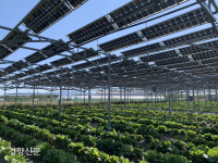 땅에는 벼·하늘엔 전기…‘1타2피’ 영농형 태양광