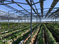 땅에는 벼·하늘엔 전기…‘1타2피’ 영농형 태양광