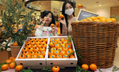 신세계백화점, 13브릭스 이상 고당도 제주 감귤 선보여[포토뉴스]