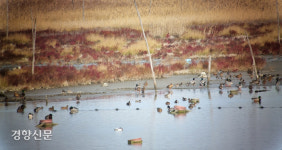 [르포] 죽었다던 ‘수라갯벌’, 멸종위기 동물과 염생식물 생명의 숨소리