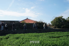 갈치, 흑돼지도 좋지만 밭작물로 한 끼 어때요?···제주도 푸른 밭 채소의 재발견