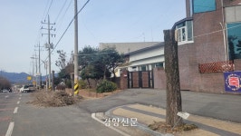 “냄새나고, 관리 귀찮아” 은행나무 가로수 40그루 베어낸 함평군 월야면[현장에서]